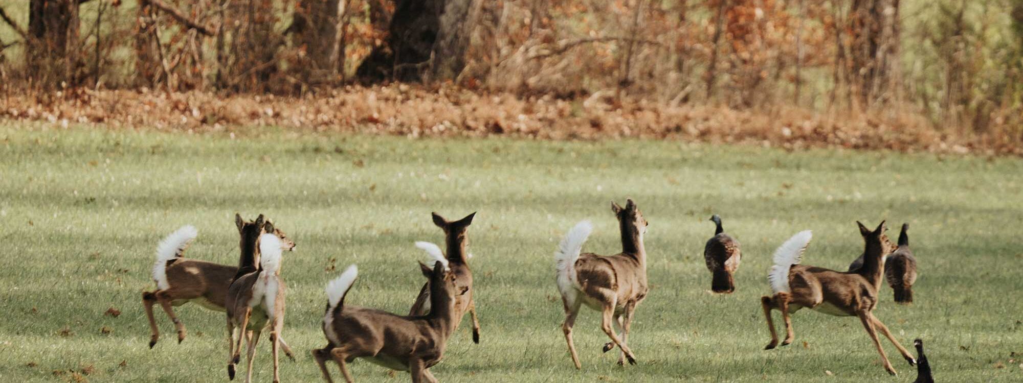 Exclusive Whitetail Hunting Lodge in Tennessee