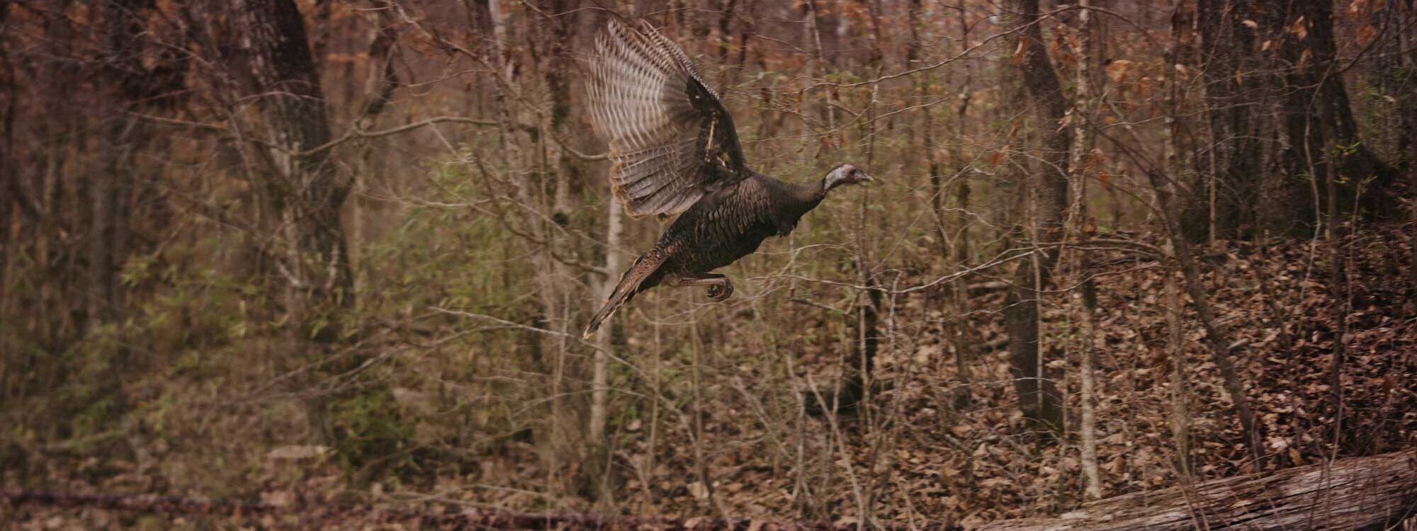 Hunt Turkeys in Tennessee