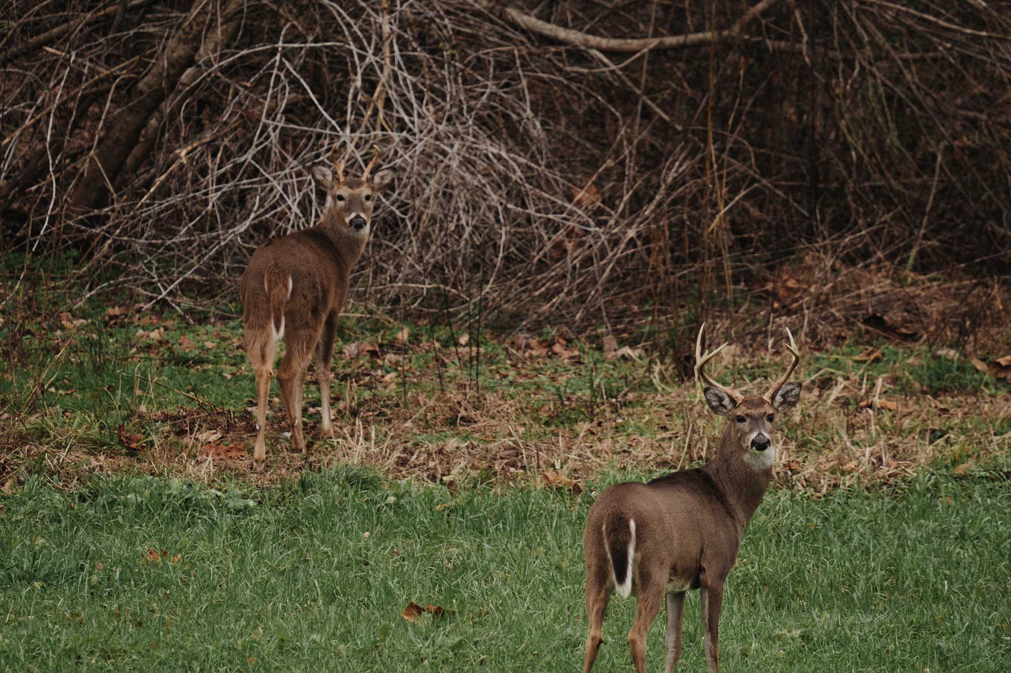 Exclusive Whitetail Hunting Lodge in Tennessee