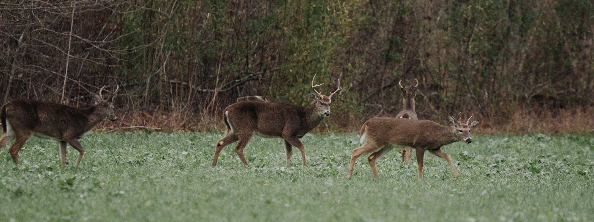 Whitetail Deer Hunts in Tennessee