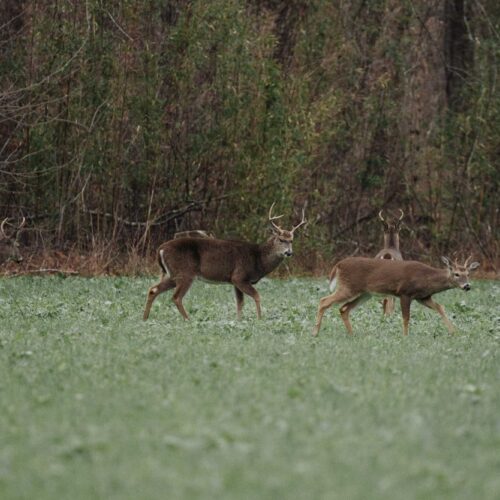 Whitetail Deer Hunts in Tennessee