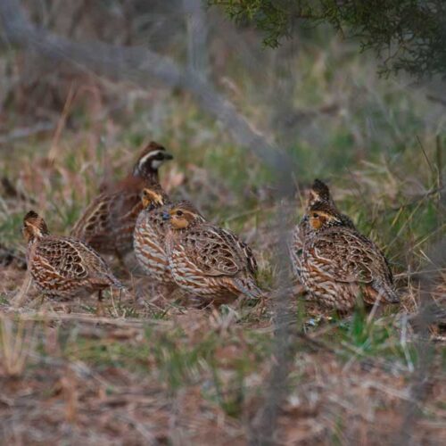 Upland Birds Hunts in Tennessee