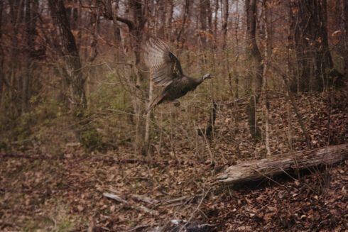 Turkey Hunting at White Oak Falls Tennessee