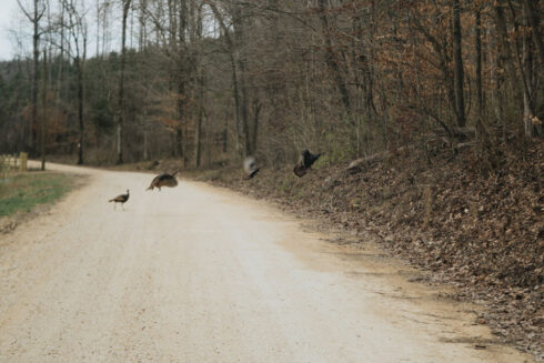 Turkey Hunting at White Oak Falls Tennessee