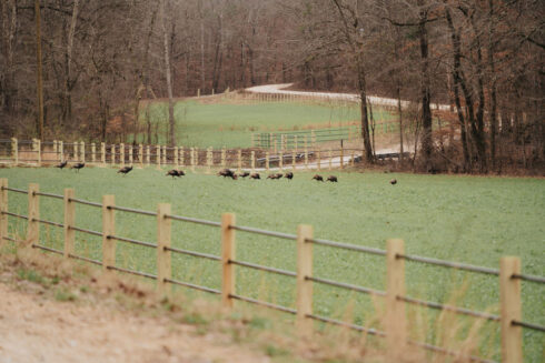 Turkey Hunting at White Oak Falls Tennessee