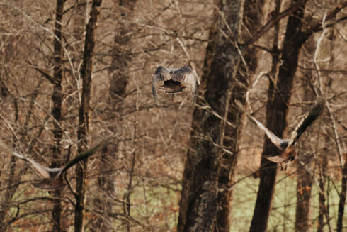 Turkey Hunting at White Oak Falls Tennessee