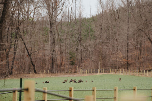 Turkey Hunting at White Oak Falls Tennessee