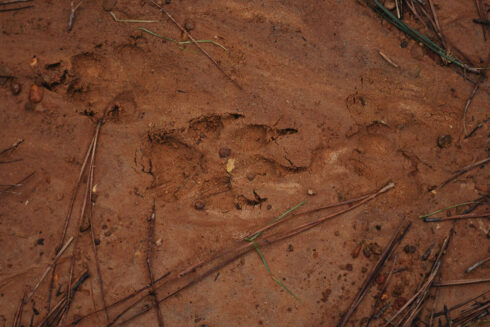 Nature at White Oak Falls Tennessee