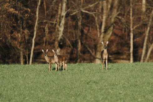 Whitetail Deer Hunting at White Oak Falls Tennessee