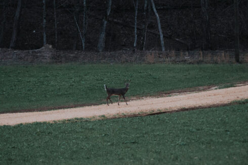 Whitetail Deer Hunting at White Oak Falls Tennessee