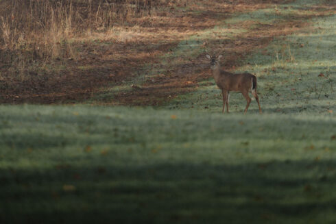 Deer Hunting at White Oak Falls Tennessee
