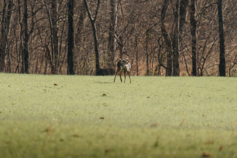 Whitetail Deer Hunting at White Oak Falls Tennessee