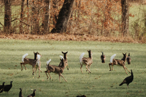 Whitetail Deer Hunting at White Oak Falls Tennessee