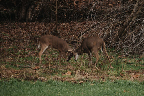 Whitetail Deer Hunting at White Oak Falls Tennessee