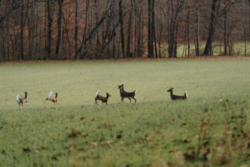 Whitetail Deer Hunting at White Oak Falls Tennessee
