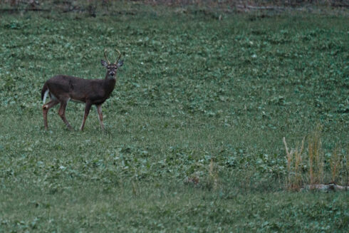 Whitetail Deer Hunting at White Oak Falls Tennessee