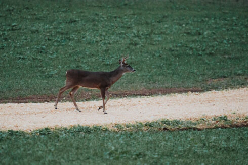Whitetail Deer Hunting at White Oak Falls Tennessee