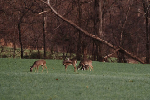 Whitetail Deer Hunting at White Oak Falls Tennessee