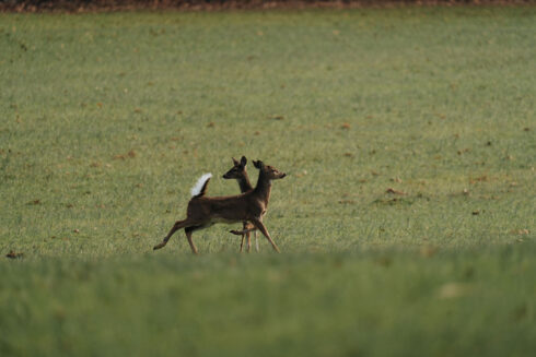 Whitetail Deer Hunting at White Oak Falls Tennessee
