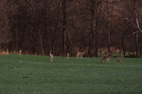 Whitetail Hunting at White Oak Falls Tennessee