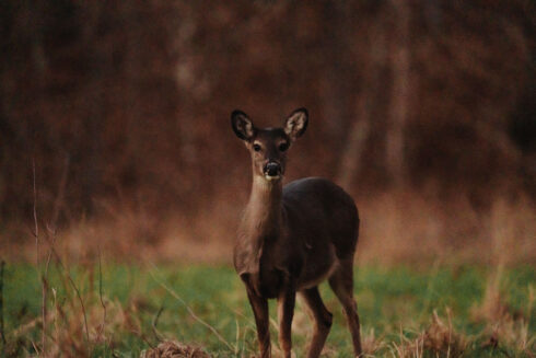 Whitetail Deer Hunting at White Oak Falls Tennessee