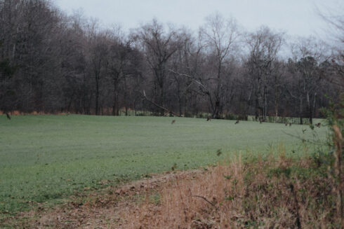 Whitetail Deer Hunting at White Oak Falls Tennessee