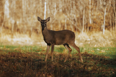 Deer Hunting at White Oak Falls Tennessee