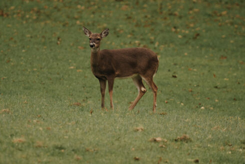 Whitetail Deer Hunting at White Oak Falls Tennessee