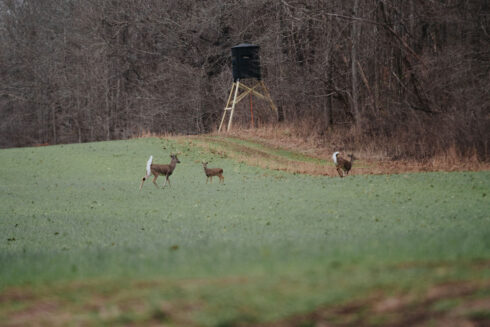 Whitetail Deer Hunting at White Oak Falls Tennessee