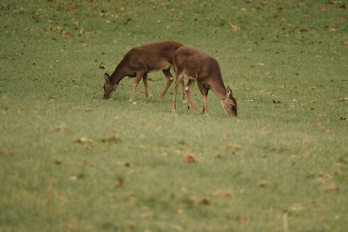 Deer Hunting at White Oak Falls Tennessee