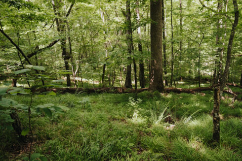 Nature at White Oak Falls Tennessee