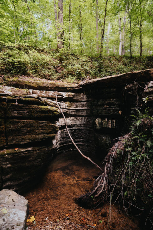 Nature at White Oak Falls Tennessee