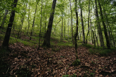 Hiking at White Oak Falls Tennessee