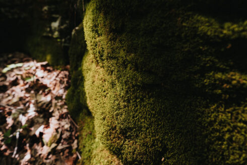 Nature at White Oak Falls Tennessee