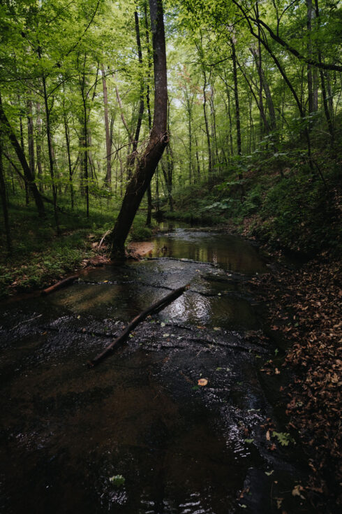 Nature at White Oak Falls Tennessee