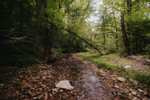 Nature at White Oak Falls Tennessee