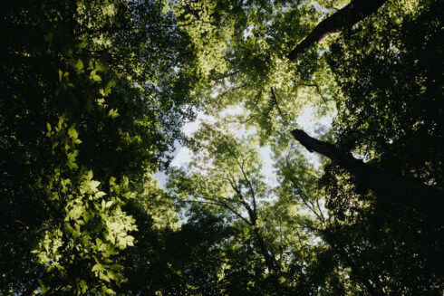 Nature at White Oak Falls Tennessee