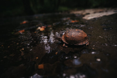Nature at White Oak Falls Tennessee