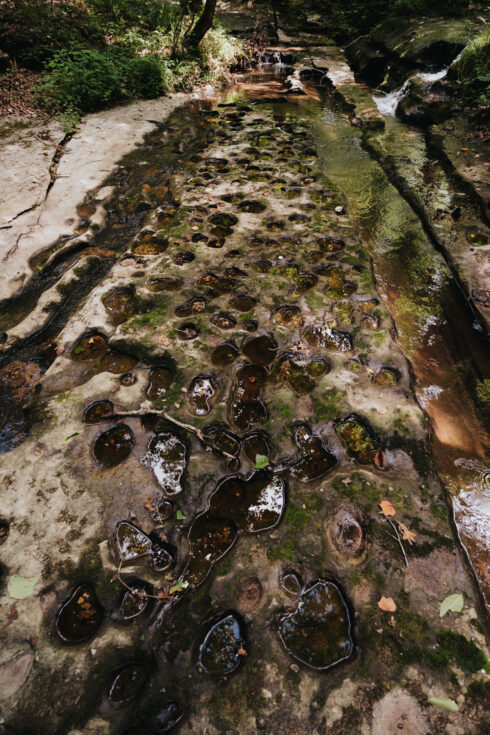 Nature at White Oak Falls Tennessee