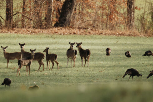 Whitetail Deer Hunting at White Oak Falls Tennessee