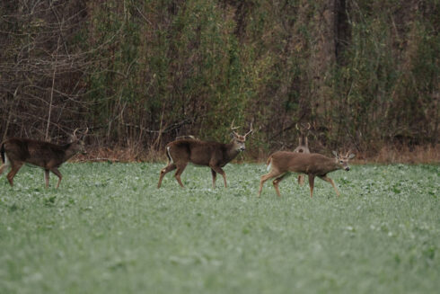 Whitetail Deer Hunting at White Oak Falls Tennessee
