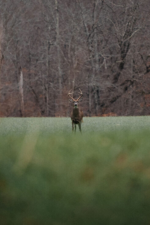 Whitetail Deer Hunting at White Oak Falls Tennessee