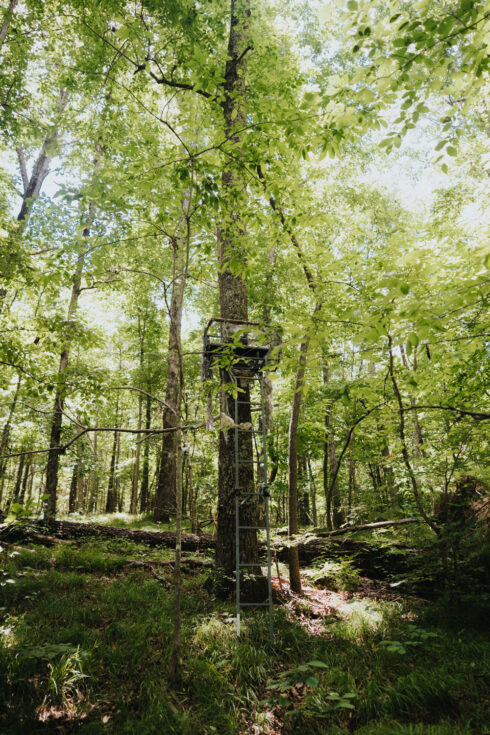 Whitetail Deer Hunting at White Oak Falls Tennessee