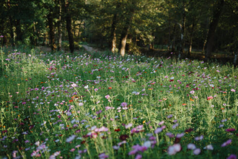 Nature at White Oak Falls Tennessee