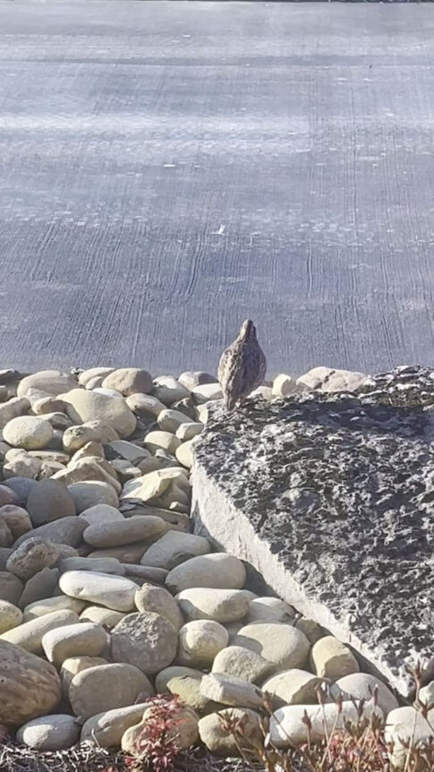 White Oak Falls Hunting Upland Birds