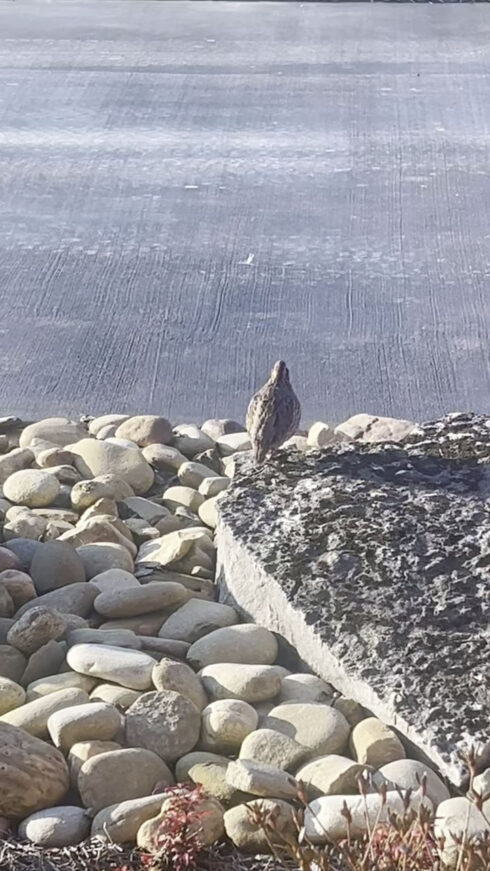 White Oak Falls Hunting Upland Birds