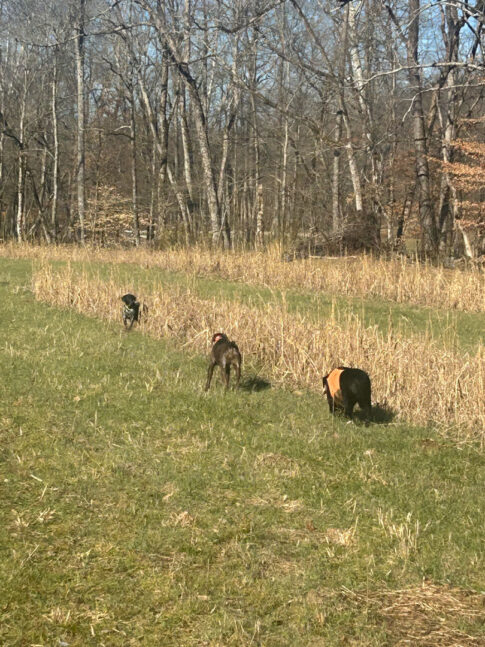 White Oak Falls Hunting Upland Birds