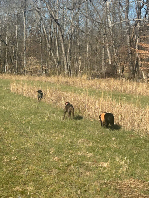 White Oak Falls Hunting Upland Birds