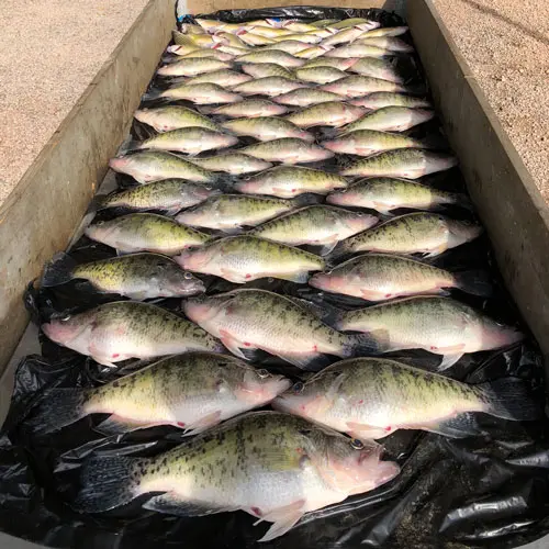 Fishing at White Oak Falls Tennessee