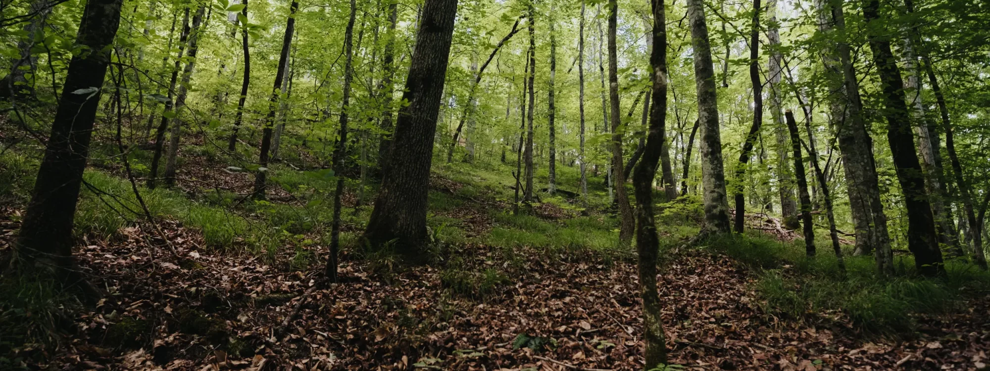 Hunting at White Oak Falls Tennessee